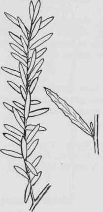 Fig. 191. Pachistima canbyi
