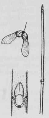 Fig. 194. Acer spicarum