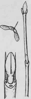 Fig. 195. Acer pensylvanicum