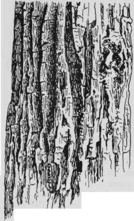 Fig. 2 BARK OF CHESTNUT OAK