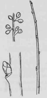 Fig. 206. Rhamnus lanceolate
