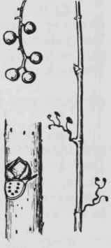 Fig. 211. Parthenocissus tricuspidata