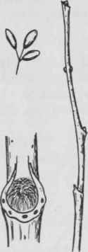 Fig. 224. Dirca palustris