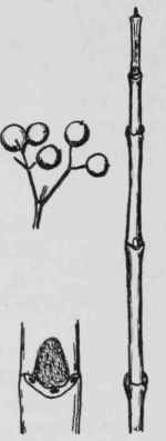 Fig. 235. Cornus amomum