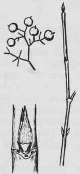 Fig. 237. Cornus racemosa