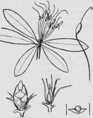 Fig. 242. Rhododendron maximum