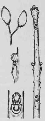 Fig. 283. Chionanthus virginicus