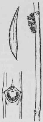 Fig. 288. Campsis radicans