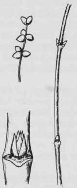 Fig. 297. Lonicera sempervirens