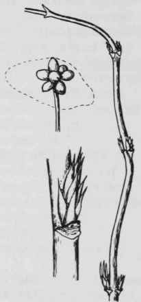 Fig. 298. Lonicera dioica