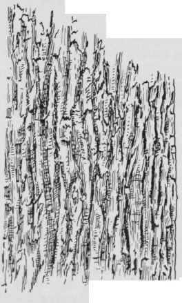 Fig 4 BARK OF TULIPTREE