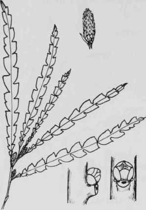 Fig. 40. Comptonia peregrina