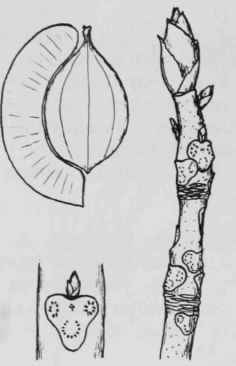 Fig. 45. Carya laciniosa