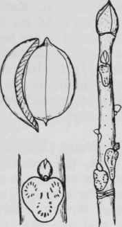 Fig. 46. Carya tomentosa