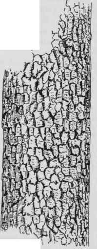 Fig. 5 BARK OF SOUR GUM