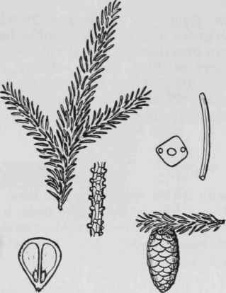 Fig. 5. Picea rubens