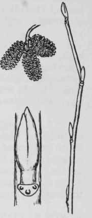 Fig. 59. Alnus rugosa