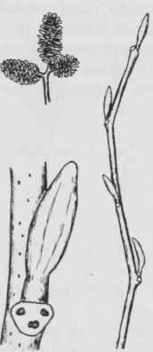 Fig. 60. Alnus serrulata