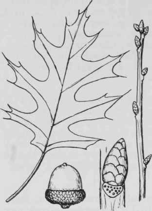 Fig. 75. Quercus shumardii