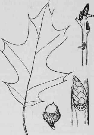 Fig. 76. Quercus velutina