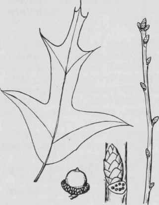 Fig. 77. Quercus falcata