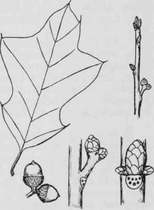 Fig. 78. Quercus ilicifolia