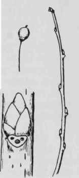 Fig. 86. Celtis pumila