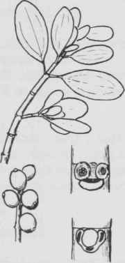 Fig. 92. Phoradendron flavescens