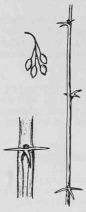 Fig. 98. Berberis canadensis