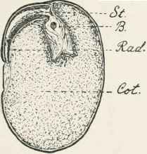 Fig. 5. Section through a Bean. Four times natural size. B.   Bud. Rad.   Radicle.