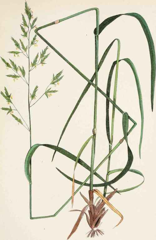 Plate 12 MEADOW FESCUE (Festuca elation L).