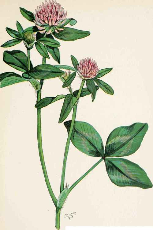 Plate 18 RED CLOVER ( TriFolium pratense L.).