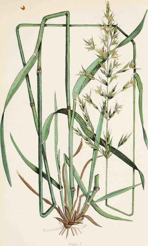TALL OAT GRASS ( Arrbenatherum elatius (L.) Beauv ).