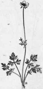 Fig. 108.   Bulbous Buttercup (Ranunculus bulbosus). X1/4.