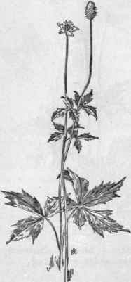Fig. 110.   Thimbleweed (Anemone virginiana). X 1/4.