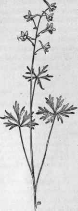 Fig. 112. Dwarf Larkspur (Delphinium tricorne).