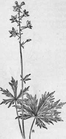 Fig. 114.   Western Larkspur (Delphinium trollifolium). X 1/5.