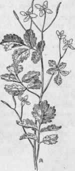 Fig. 116. Great Celandine (Chelidonium ma jus). X 1/4.