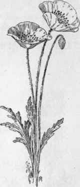 Fig. 117. Field Poppy (Papaver Rhoeas). X 1/5