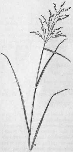 Fig. 12.   Rice Cut grass (Leersia ory zoides). X 1/5.
