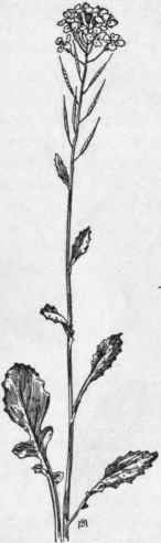 Fig. 129. Indian Mustard (Brassica juncea). X 1/4.