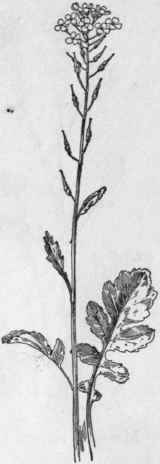 Fig. 130.   White Mustard (Brassica alba). X 1/4.