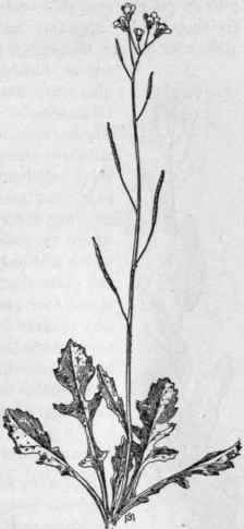 Fig. 132. Sand Rocket (Diplotaxis muralis). X 1/3