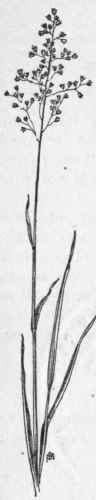 Fig. 14.   Vanilla grass (Hiero chloe odorata). X 1/4