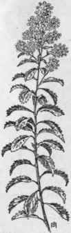 Fig. 145.  Meadow sweet (Spiroea latifolia).