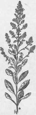 Fig. 146.   Willow leaved Meadow sweet (Spircea salicifolia).
