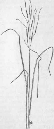 Fig. 15. Porcupine grass (Stipa spartea). X 1/5.
