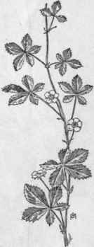 Fig. 151.   Common Five finger (Potentilla canadensis). X 1/3