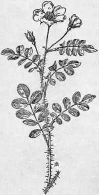 Fig. 156. Prairie Wild Rose (Rosa arkansana). X 1/4.