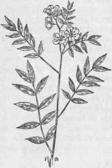 Fig. 157.   Coffee Senna (Cassia occidentalis). X 1/3.